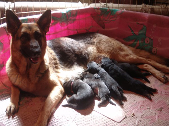 Charmin and her 5 new boys April 2012