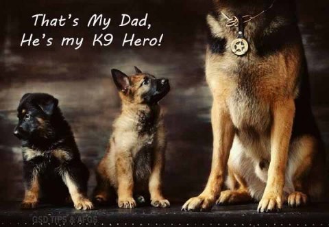 That's my dad, my K9 hero!